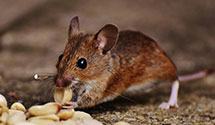 24 Hour & Emergency Exterminators in Athensville, IL